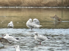 Ichthyaetus melanocephalus