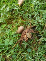 Geastrum
