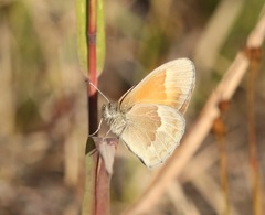 Coenonympha california