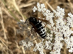 Vespinae