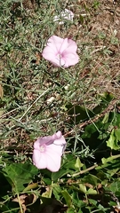Convolvulus althaeoides