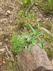 Asteromyia euthamiae