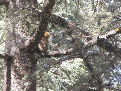 Macaca sylvanus