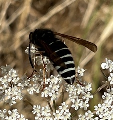 Vespinae