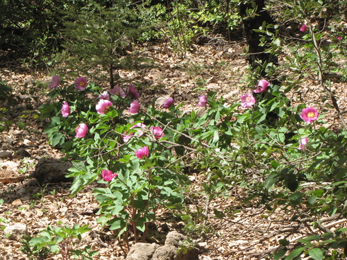 Paeonia coriacea image