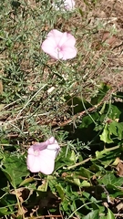 Convolvulus althaeoides