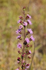 Liatris novae-angliae