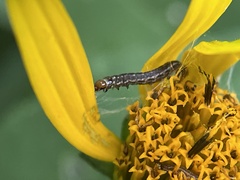 Homoeosoma electella