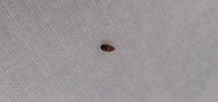 Anthocoridae