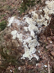 Kretzschmaria deusta