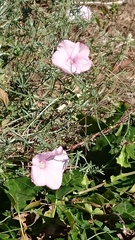 Convolvulus althaeoides