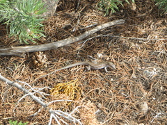 Aspidoscelis exsanguis