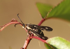 Carmenta anthracipennis