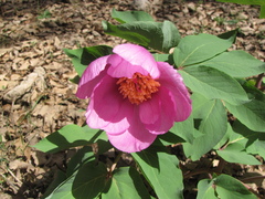 Paeonia coriacea image