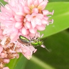 Augochlora pura