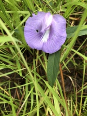 Centrosema virginianum