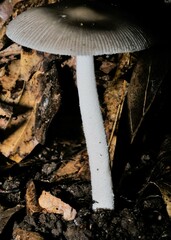 Amanita