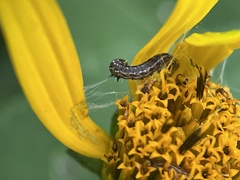 Homoeosoma electella