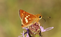 Hesperia leonardus