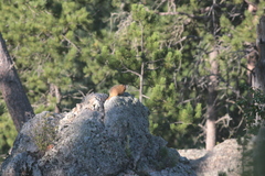 Marmota flaviventris
