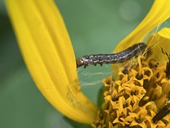 Homoeosoma electella