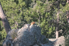 Marmota flaviventris