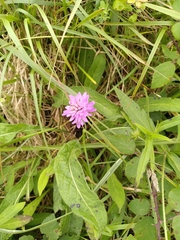 Knautia arvensis