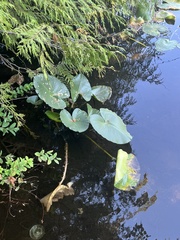 Nuphar polysepala