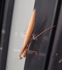 Mantis religiosa