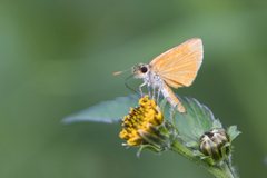 Ancyloxypha nitedula