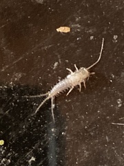Ctenolepisma lineatum