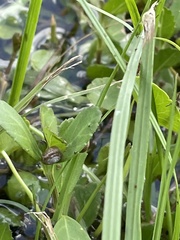 Bradybaena similaris