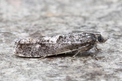 Epinotia