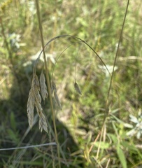 Bromus ciliatus