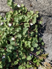 Cymbalaria muralis