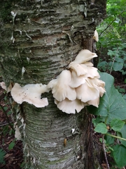 Pleurotus