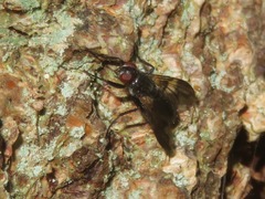 Paykullia maculata