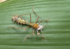 Hemiptera