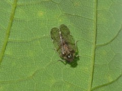 Cixius distinguendus