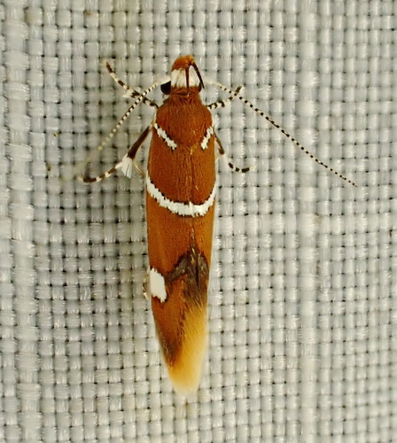 Suzuki's Promalactis Moth photo 5