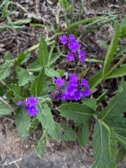 Verbena