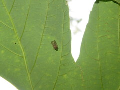 Cixius distinguendus