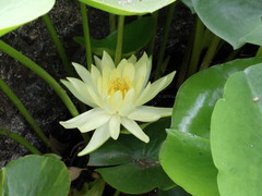 Nymphaea
