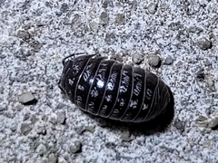 Armadillidium