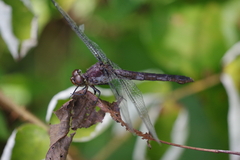 Libellula