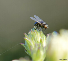 Milichiidae