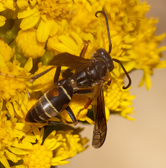 Polistes fuscatus
