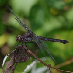 Libellula