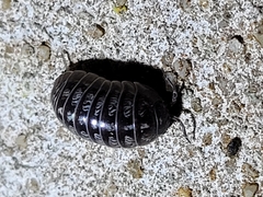 Armadillidium