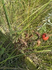 Rosa arkansana